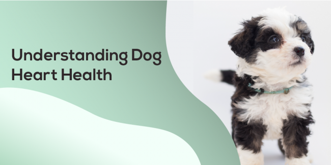 Understanding Dog Heart Helath