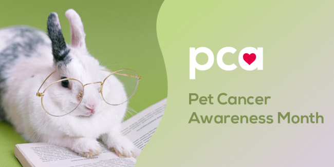 pet cancer awareness month_featured image