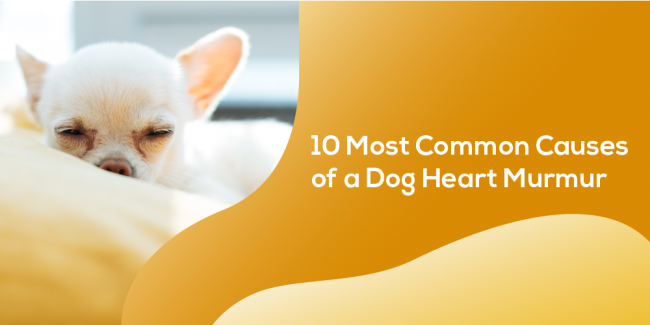 Heart Murmur in dogs_featured image