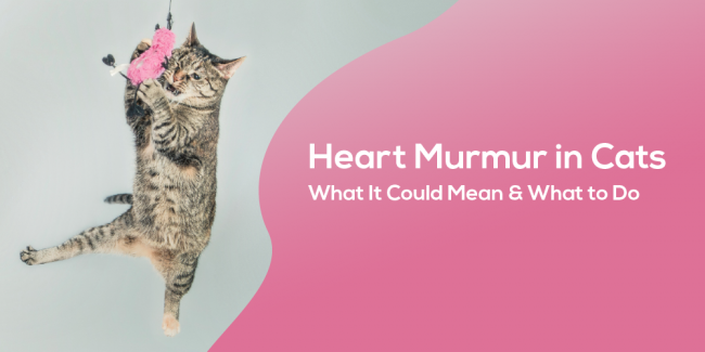 Heart_Murmur_in_Cats