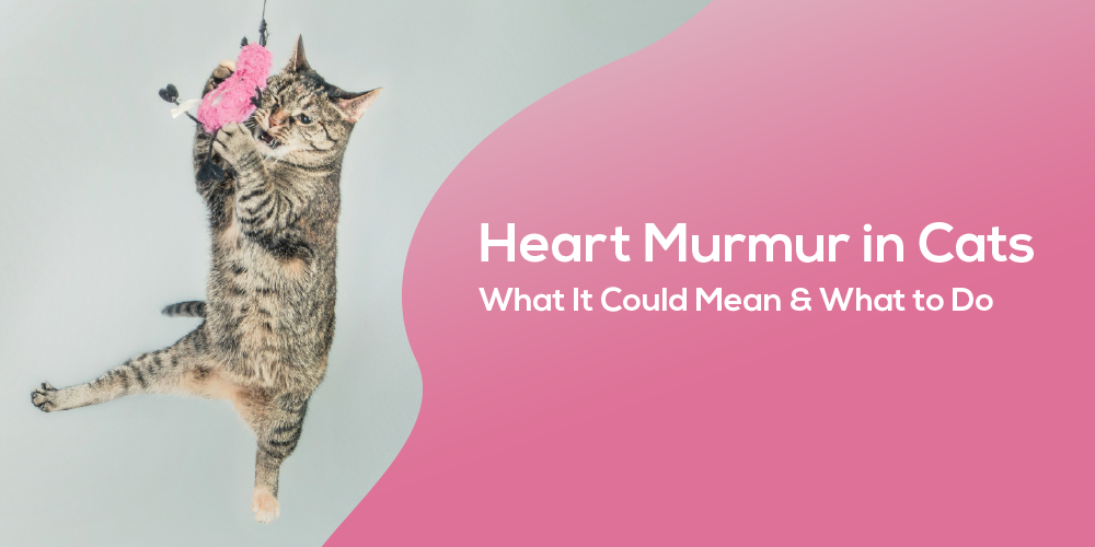Heart_Murmur_in_Cats
