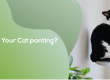 Why is your cat panting