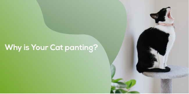 Cat Panting Why is your cat panting