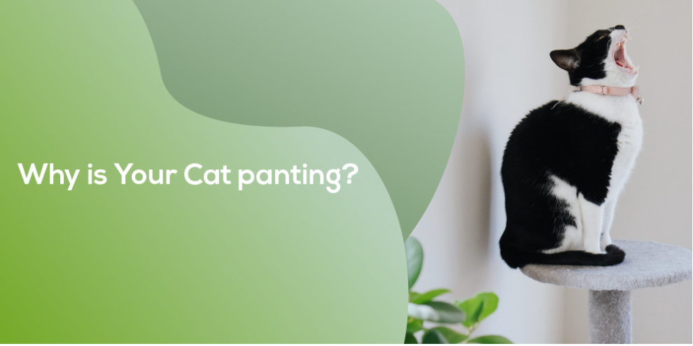 Why is your cat panting