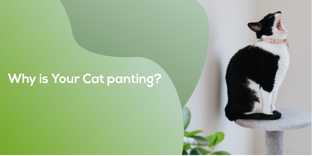 Cat Panting Why is your cat panting